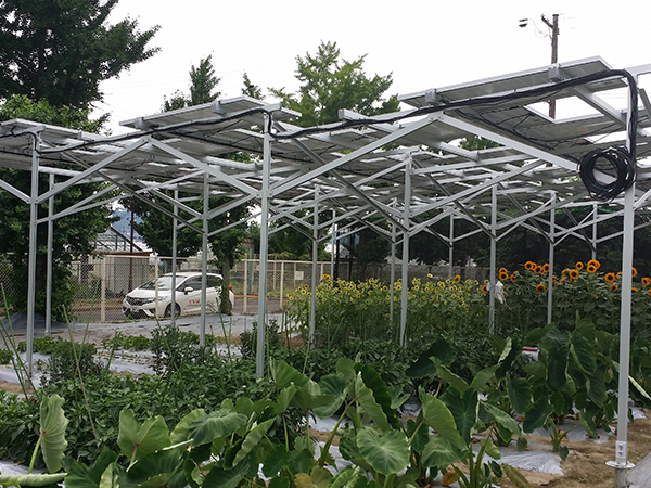 岡山大学農学部と営農型太陽光の共同実験を開始(～2018.8まで）